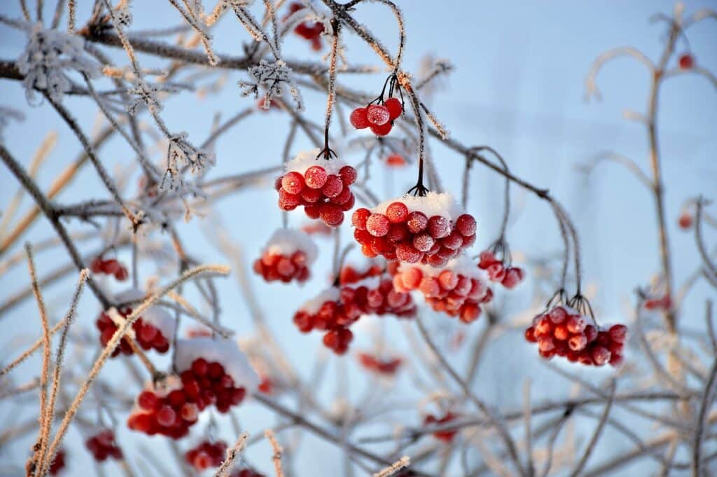 viburnum, red berries, fruit-3060769.jpg